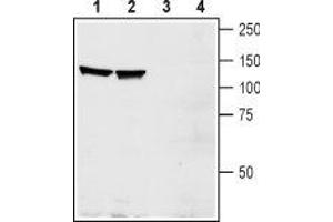 Western Blotting (WB) image for anti-Ephrin Type A Receptor 1 (EPHA1) (AA 457-471), (Extracellular) antibody (ABIN7043132)