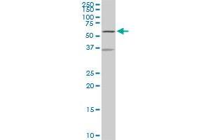Western Blotting (WB) image for anti-NADPH Dependent Diflavin Oxidoreductase 1 (NDOR1) (AA 498-595) antibody (ABIN565345)