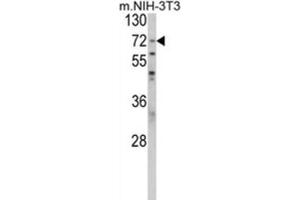 Western Blotting (WB) image for anti-Poly(A) Binding Protein, Cytoplasmic 1 (PABPC1) antibody (ABIN3001716) (PABP Antikörper)