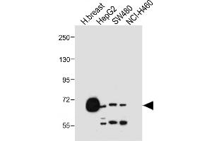 Western Blotting (WB) image for anti-Solute Carrier Organic Anion Transporter Family, Member 1B1 (SLCO1B1) (AA 267-293) antibody (ABIN653562)