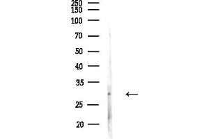 anti-RAB34, Member RAS Oncogene Family (RAB34) (Internal Region) antibody