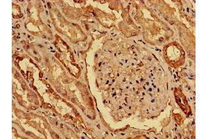 IHC image of ABIN7155274 diluted at 1:800 and staining in paraffin-embedded human kidney tissue performed on a Leica BondTM system. (KAT5 Antikörper  (AA 3-512))