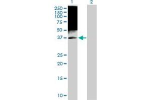 Western Blot analysis of TAF7 expression in transfected 293T cell line by TAF7 MaxPab polyclonal antibody. (TAF7 Antikörper  (AA 1-349))