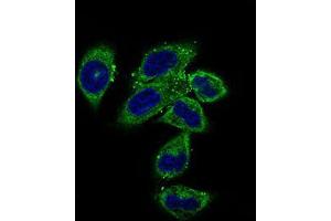 Immunofluorescence analysis of HepG2 cells using CLGN mouse mAb (green). (Calmegin Antikörper  (AA 249-405))