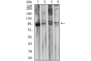 Western blot analysis using CD10 mouse mAb against LNcap (1), Ramos (2), Raji (3), and NTERA-2 (4) cell lysate.