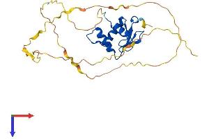 SPIB Protein (AA 1-262) (His tag)