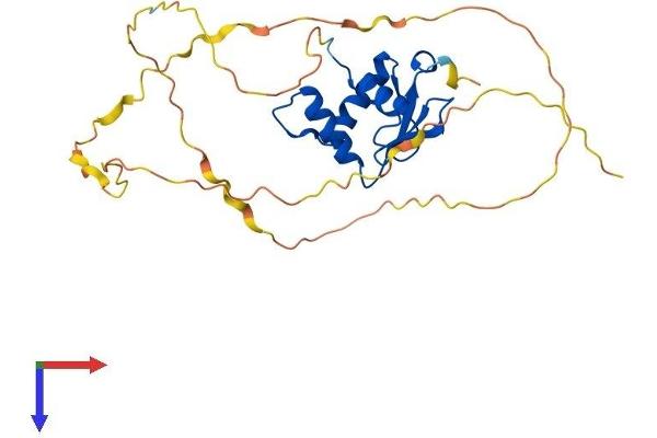SPIB Protein (AA 1-262) (His tag)
