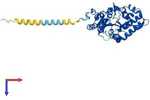 Protein Structure (PS) image for 5'-Nucleotidase, Cytosolic III (NT5C3) (AA 1-336) protein (His tag) (ABIN7551746)