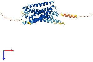 P2RY12 Protein (AA 1-342) (His tag)