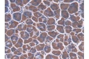 IHC-P analysis of Mouse Stomach Tissue, with DAB staining. (CREG1 Antikörper  (AA 75-220))