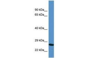 YIPF4 antibody  (AA 35-84)