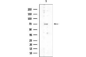Western blot analysis of lysates from Mouse testis, using PHACTR1 Mouse Monoclonal Antibody at 1/1000 dilution.