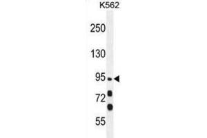 Western Blotting (WB) image for anti-Myosin XIX (MYO19) antibody (ABIN5015691) (Myosin XIX Antikörper)