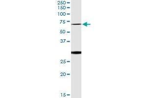 Immunoprecipitation of OXSR1 transfected lysate using anti-OXSR1 monoclonal antibody and Protein A Magnetic Bead , and immunoblotted with OXSR1 MaxPab rabbit polyclonal antibody. (OXSR1 Antikörper  (AA 351-450))