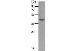Western Blot analysis of Mouse muscle tissue using MC5R Polyclonal Antibody at dilution of 1:1200 (MC5 Receptor Antikörper)
