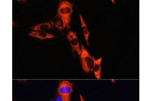 Immunofluorescence analysis of NIH/3T3 cells using ATP1B1 Polyclonal Antibody at dilution of 1:100. (ATP1B1 Antikörper)