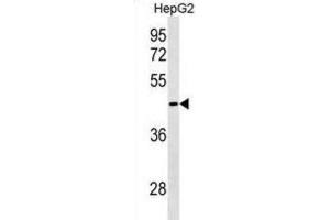Western Blotting (WB) image for anti-GIPC PDZ Domain Containing Family, Member 3 (GIPC3) antibody (ABIN3000197)