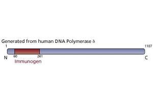 Image no. 3 for anti-Polymerase (DNA Directed), delta 1, Catalytic Subunit 125kDa (POLD1) (AA 60-261) antibody (ABIN968287) (POLD1 Antikörper  (AA 60-261))