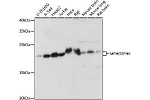 Western blot analysis of extracts of various cell lines, using MPHOSPH6 antibody (ABIN7268351) at 1:1000 dilution. (MPHOSPH6 Antikörper  (AA 1-160))
