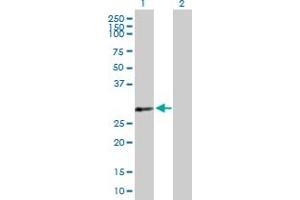 Western Blot analysis of PDLIM4 expression in transfected 293T cell line by PDLIM4 MaxPab polyclonal antibody. (PDLIM4 Antikörper  (AA 1-246))