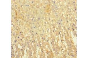 Immunohistochemistry of paraffin-embedded human adrenal gland tissue using ABIN7151346 at dilution of 1:100 (EML2 Antikörper  (AA 1-418))