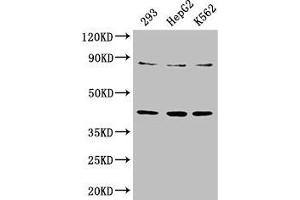 Western Blot Positive WB detected in: 293 whole cell lysate, HepG2 whole cell lysate, K562 whole cell lysate All lanes: PTPA antibody at 3. (PPP2R4 Antikörper  (AA 1-250))