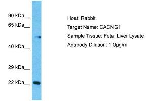Host:  Rabbit  Target Name:  CACNG1  Sample Type:  Fetal Liver lysates  Antibody Dilution:  1. (CACNG1 Antikörper  (N-Term))