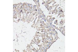 Immunohistochemistry of paraffin-embedded rat testis using MTOR antibody. (MTOR Antikörper  (AA 2400-2500))