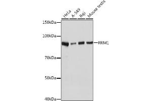 Western blot analysis of extracts of various cell lines, using RRM1 Rabbit mAb (ABIN7269988) at 1:1000 dilution. (RRM1 Antikörper)