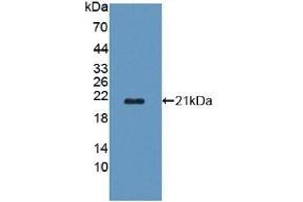 POFUT1 Antikörper  (AA 243-393)