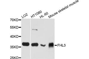 Western blot analysis of extracts of various cell lines, using FHL3 antibody. (FHL3 Antikörper)