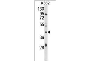 Western blot analysis of COQ3 Antibody (Center) (ABIN652711 and ABIN2842471) in K562 cell line lysates (35 μg/lane). (COQ3 Antikörper  (AA 172-201))