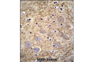 PCDHGA1 Antibody immunohistochemistry analysis in formalin fixed and paraffin embedded human brain tissue followed by peroxidase conjugation of the secondary antibody and DAB staining. (PCDHGA1 Antikörper  (AA 287-315))