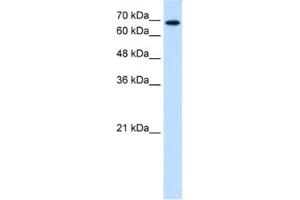 Western Blotting (WB) image for anti-Ribophorin II (RPN2) antibody (ABIN2462849) (Ribophorin II Antikörper)