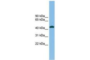 Image no. 1 for anti-Nodal Homolog (NODAL) (C-Term) antibody (ABIN6745136) (Nodal Antikörper  (C-Term))