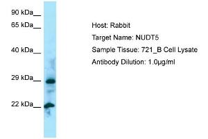 Western Blotting (WB) image for anti-Nudix (Nucleoside Diphosphate Linked Moiety X)-Type Motif 5 (NUDT5) (N-Term) antibody (ABIN2790156)