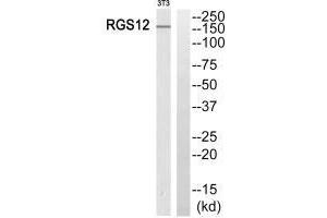 Western blot analysis of extracts from 3T3 cells, using RGS12 antibody.