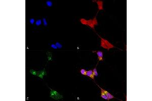Immunocytochemistry/Immunofluorescence analysis using Mouse Anti-GABA-A Receptor Delta Monoclonal Antibody, Clone N151/3 (ABIN2484994). (GABRA1 Antikörper  (AA 15-34) (Atto 390))