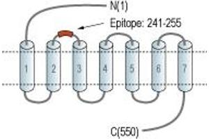 Representative domain view of the target of ABIN7885045.