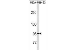 Western blot analysis in MDA-MB453 cell line lysates (35ug/lane). (PCDHGA5 Antikörper  (N-Term))