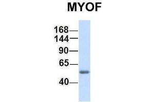Host:  Rabbit  Target Name:  MYOF  Sample Type:  Human Fetal Muscle  Antibody Dilution:  1.