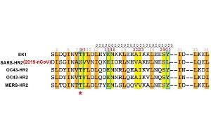 Image no. 3 for Coronavirus Spike Glycoprotein (CoV S) peptide (ABIN6952488) (Coronavirus Spike Glycoprotein (CoV S) Peptid)