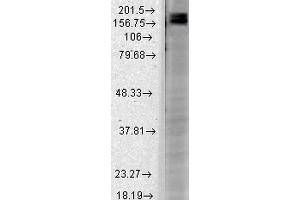 SHANK2 antibody  (AA 84-309) (HRP)