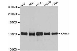 Western blot analysis of extracts of various cell lines, using SART3 antibody. (SART3 Antikörper  (AA 664-963))