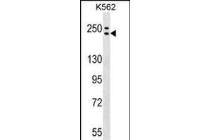 ADCY9 Antibody (C-term) (ABIN1536696 and ABIN2849404) western blot analysis in K562 cell line lysates (35 μg/lane). (ADCY9 Antikörper  (C-Term))