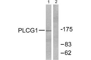 Western Blotting (WB) image for anti-phospholipase C, gamma 1 (PLCG1) (Tyr771) antibody (ABIN1847920) (Phospholipase C gamma 1 Antikörper  (Tyr771))