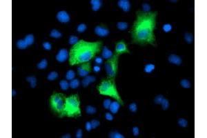 Immunofluorescence (IF) image for anti-Proteasome (Prosome, Macropain) 26S Subunit, Non-ATPase, 2 (PSMD2) antibody (ABIN1500482) (PSMD2 Antikörper)