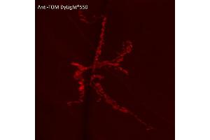 Immunofluorescence (IF) image for anti-tdTomato Fluorescent Protein (tdTomato) antibody (DyLight 550) (ABIN7273113) (tdTomato Antikörper  (DyLight 550))