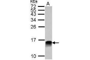 WB Image Sample (30 ug of whole cell lysate) A: NCI-H929 15% SDS PAGE antibody diluted at 1:10000 (LGALS1/Galectin 1 Antikörper)