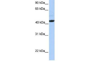 Ectodysplasin A Receptor antibody used at 1 ug/ml to detect target protein. (EDAR Antikörper  (Middle Region))